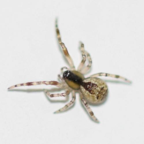 Réf. 334 796 : Anelosimus vittatus